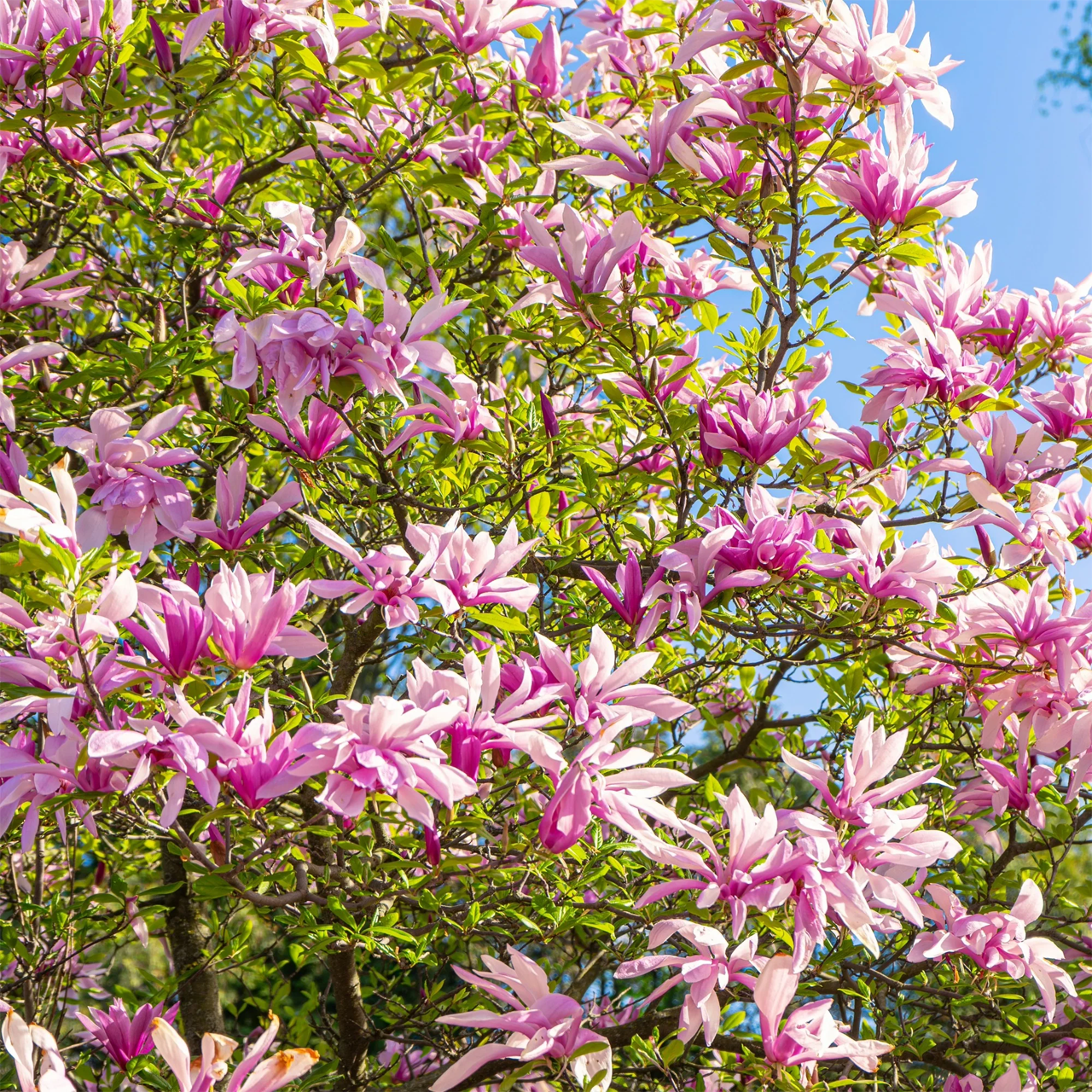 Magnolia de Leonard Messel