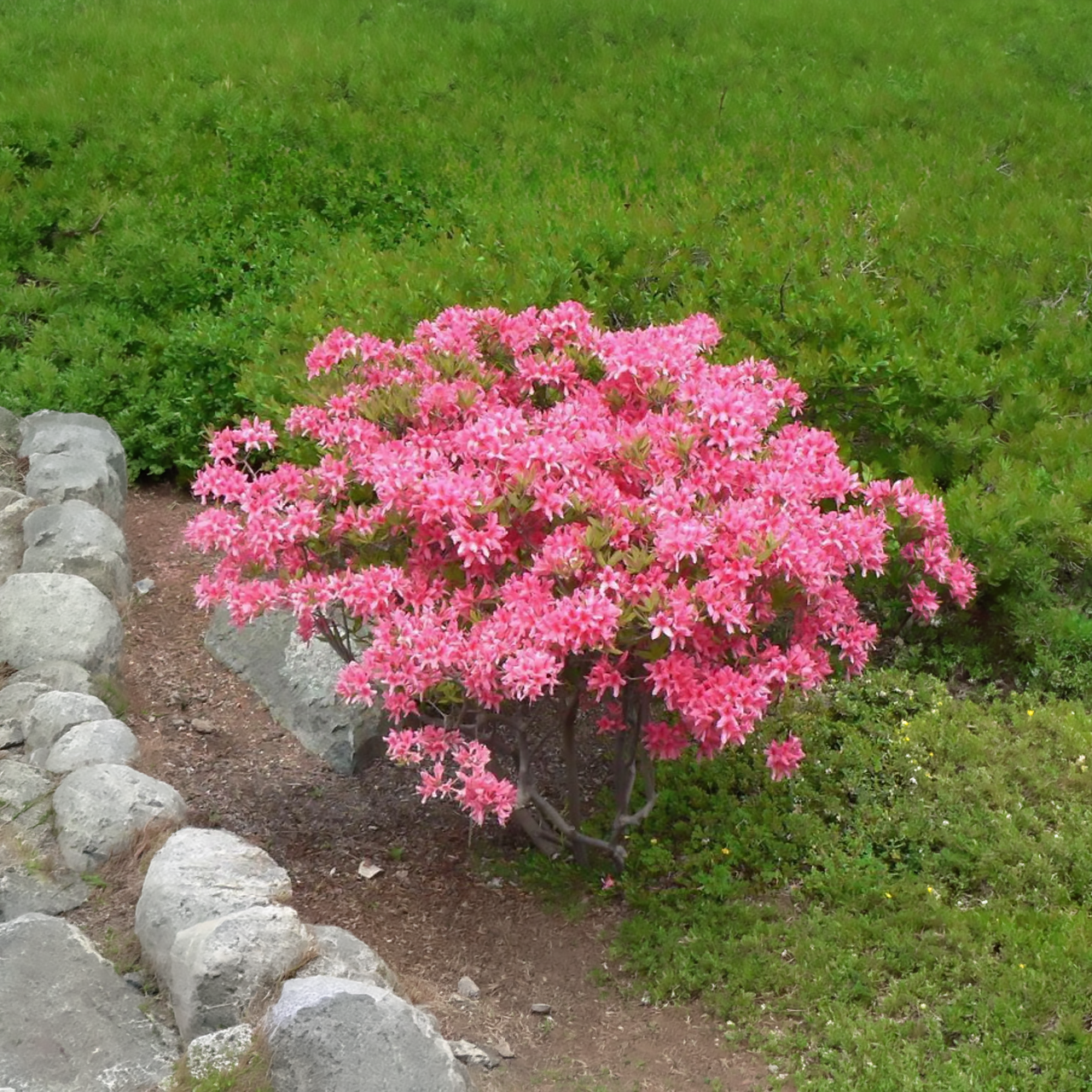 Azalée « Rosy Lights »