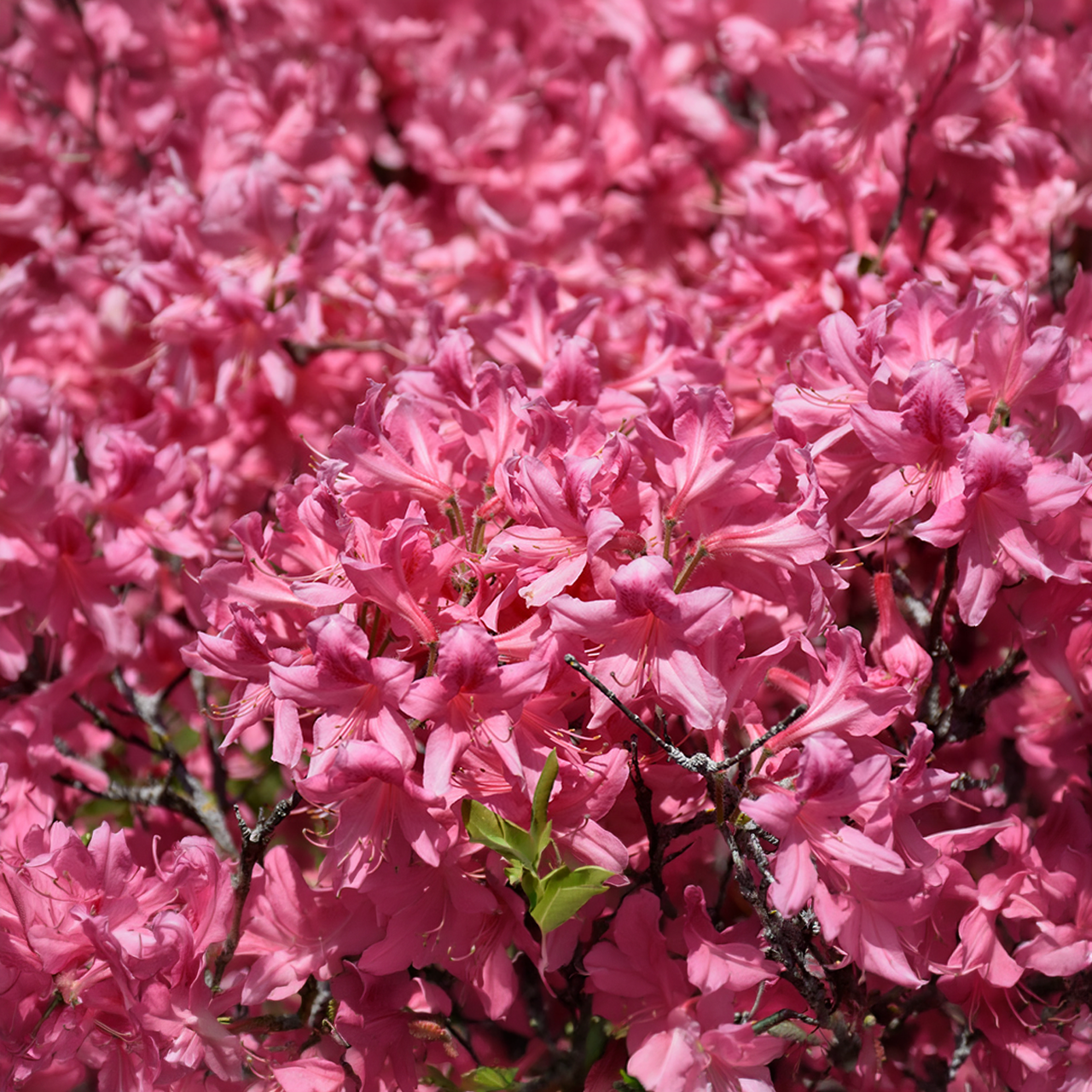 Azalée « Rosy Lights »