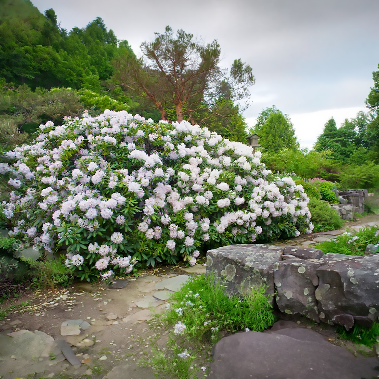 Rhododendron Catawba « Album » blanc