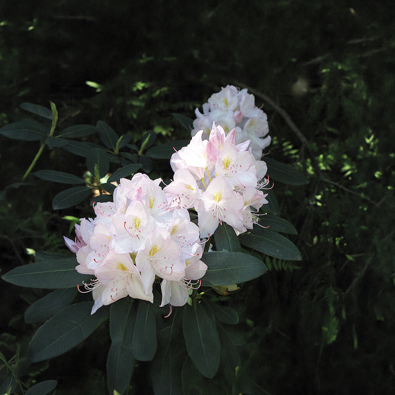 Rhododendron Catawba « Album » blanc