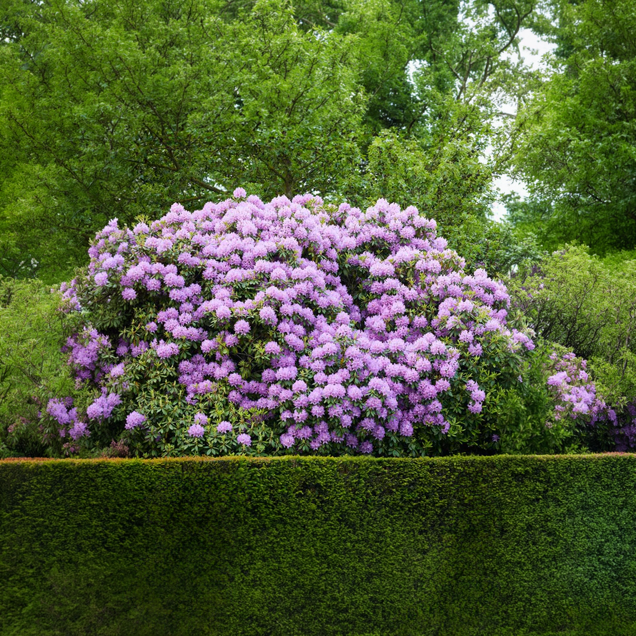 Rhododendron Catawba Boursault Lavande