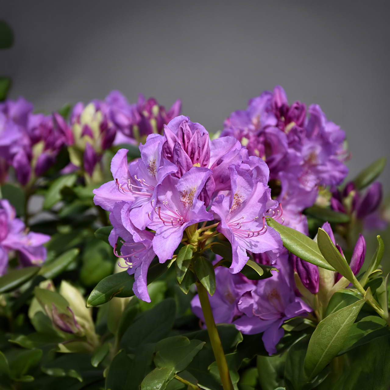 Rhododendron Catawba Boursault Lavande