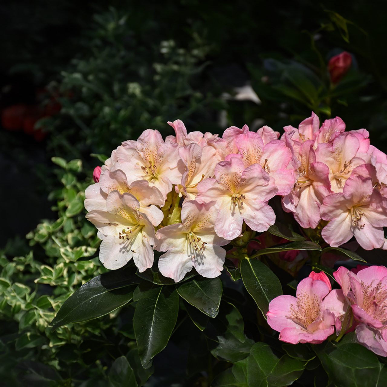 Rhododendron 'Percy Wiseman' Crème Pêche