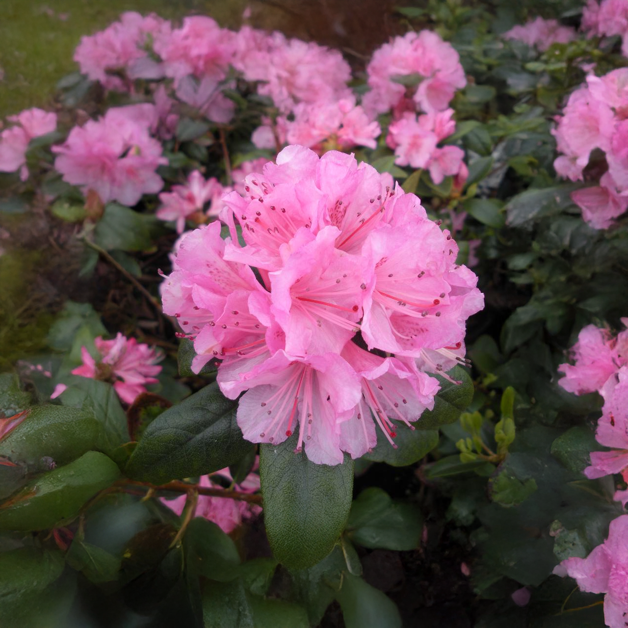 Rhododendron Olga Mezitt rose