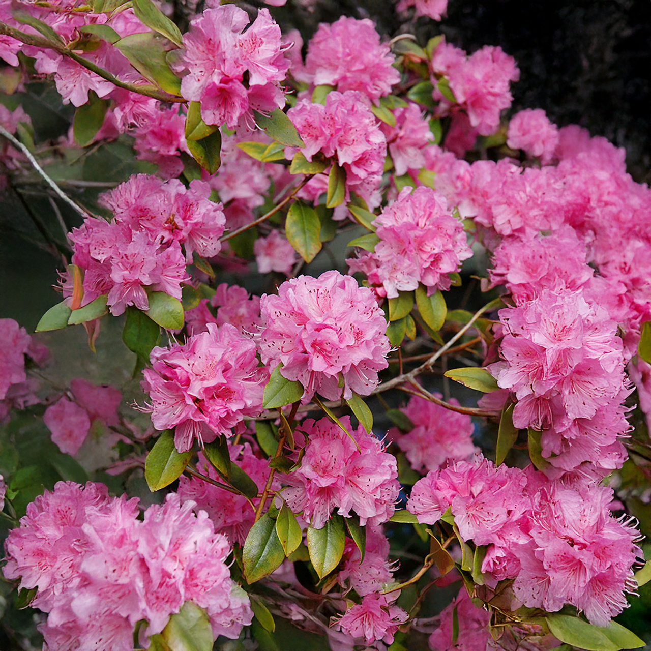 Rhododendron Olga Mezitt rose