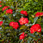 Rose « Toujours Ensemble » Rouge-Orange