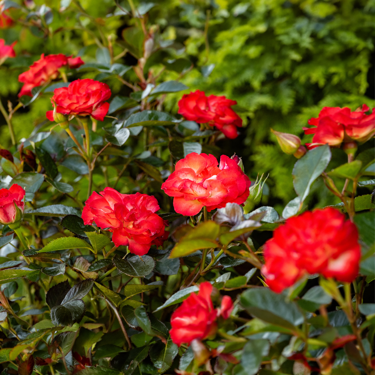 Rose « Toujours Ensemble » Rouge-Orange