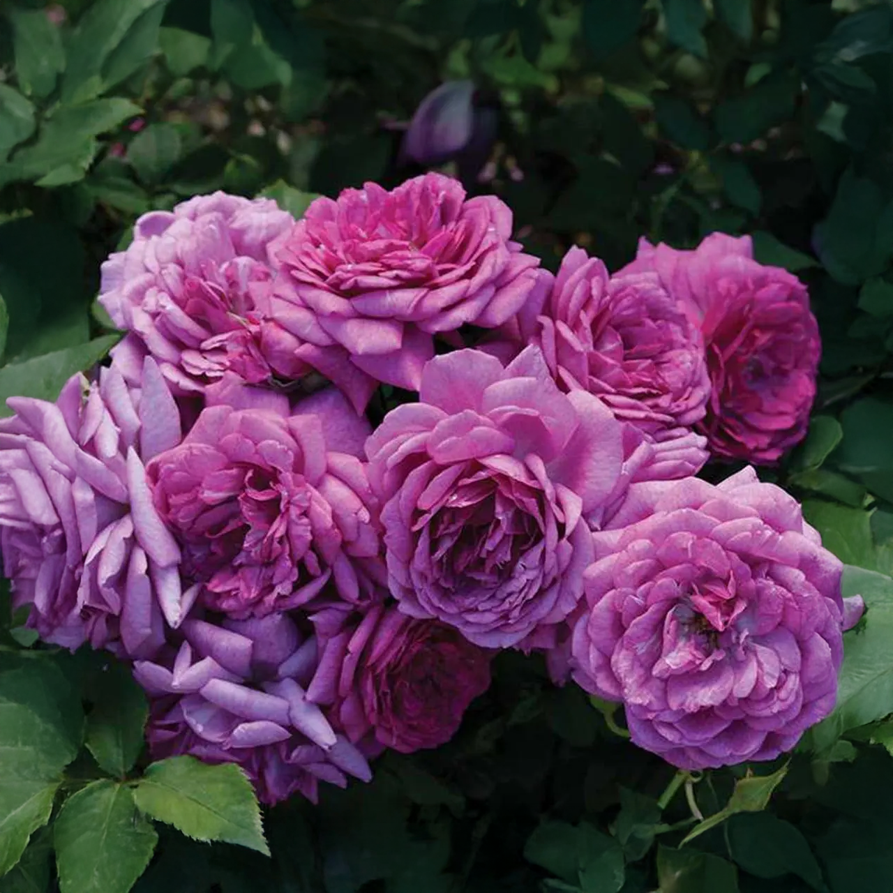 Mini rose lavande « Les petits plaisirs de la vie »