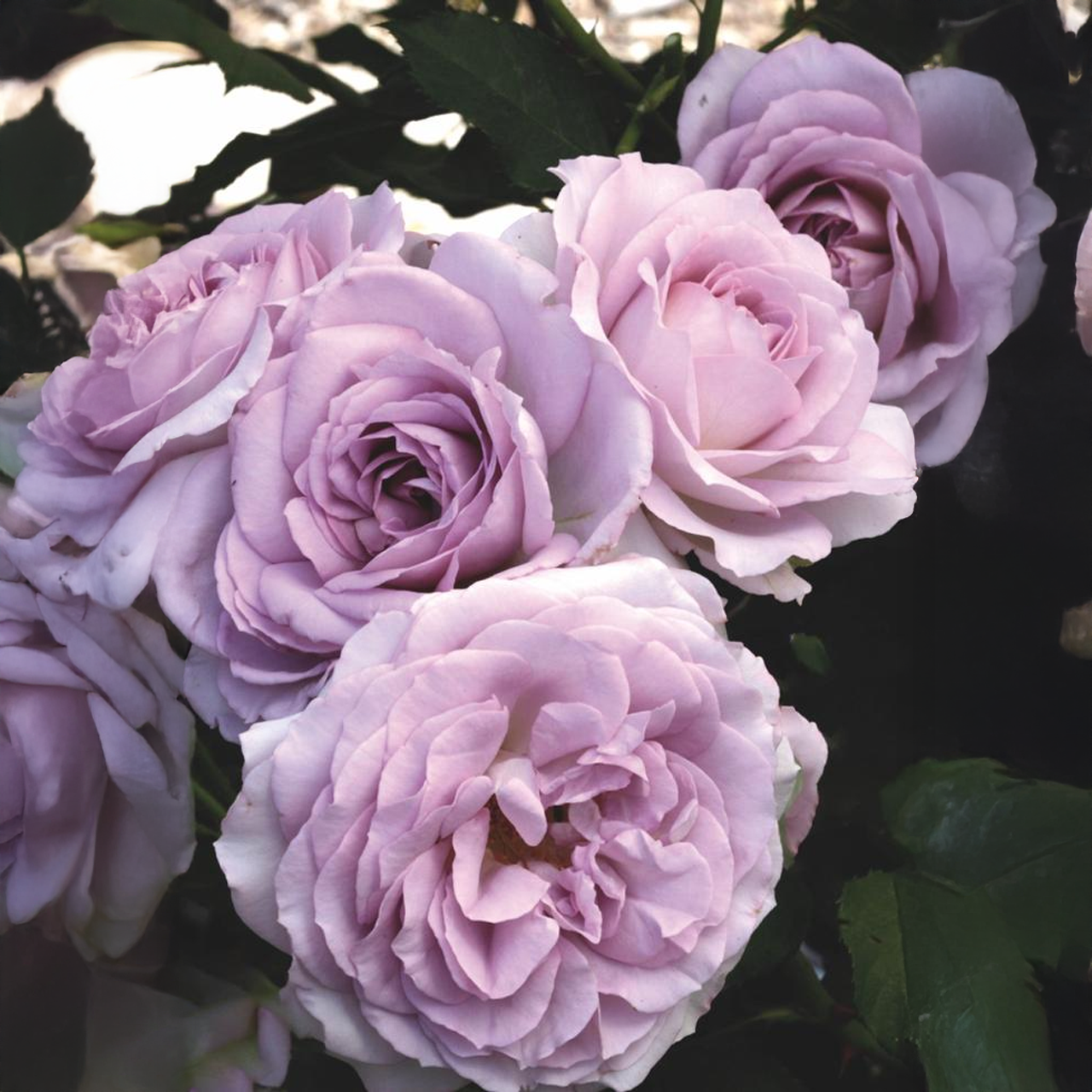 Rose argentée lavande « Silver Lining »