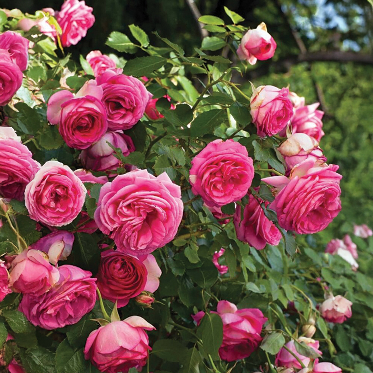 Eden Climber « Pretty In Pink » Rose rose foncé
