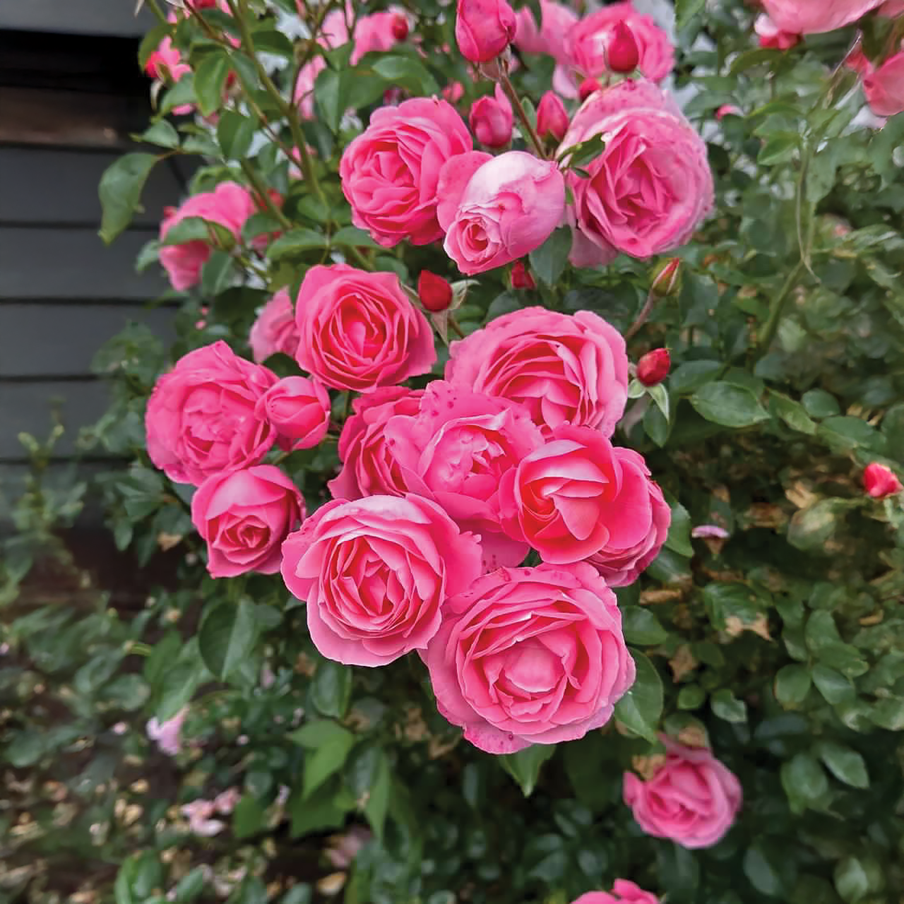 Rose rose « William PJ McCarthy »