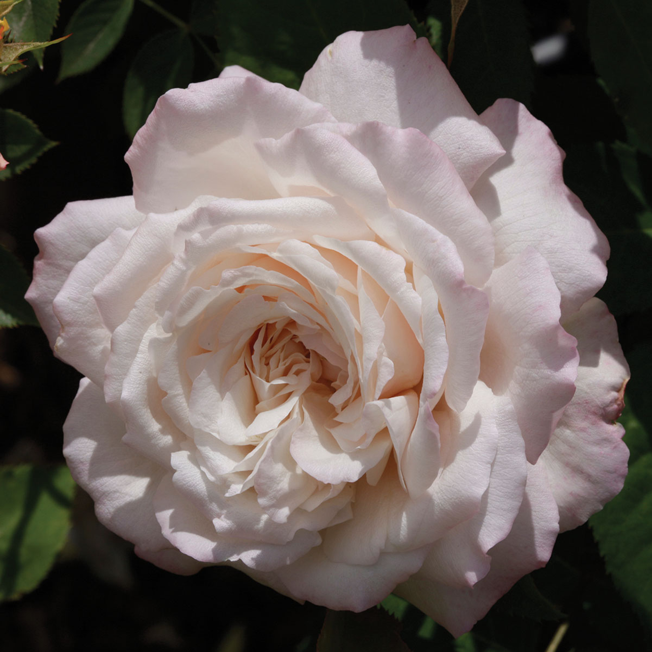 Rose crème sans épines « Belinda's Blush »