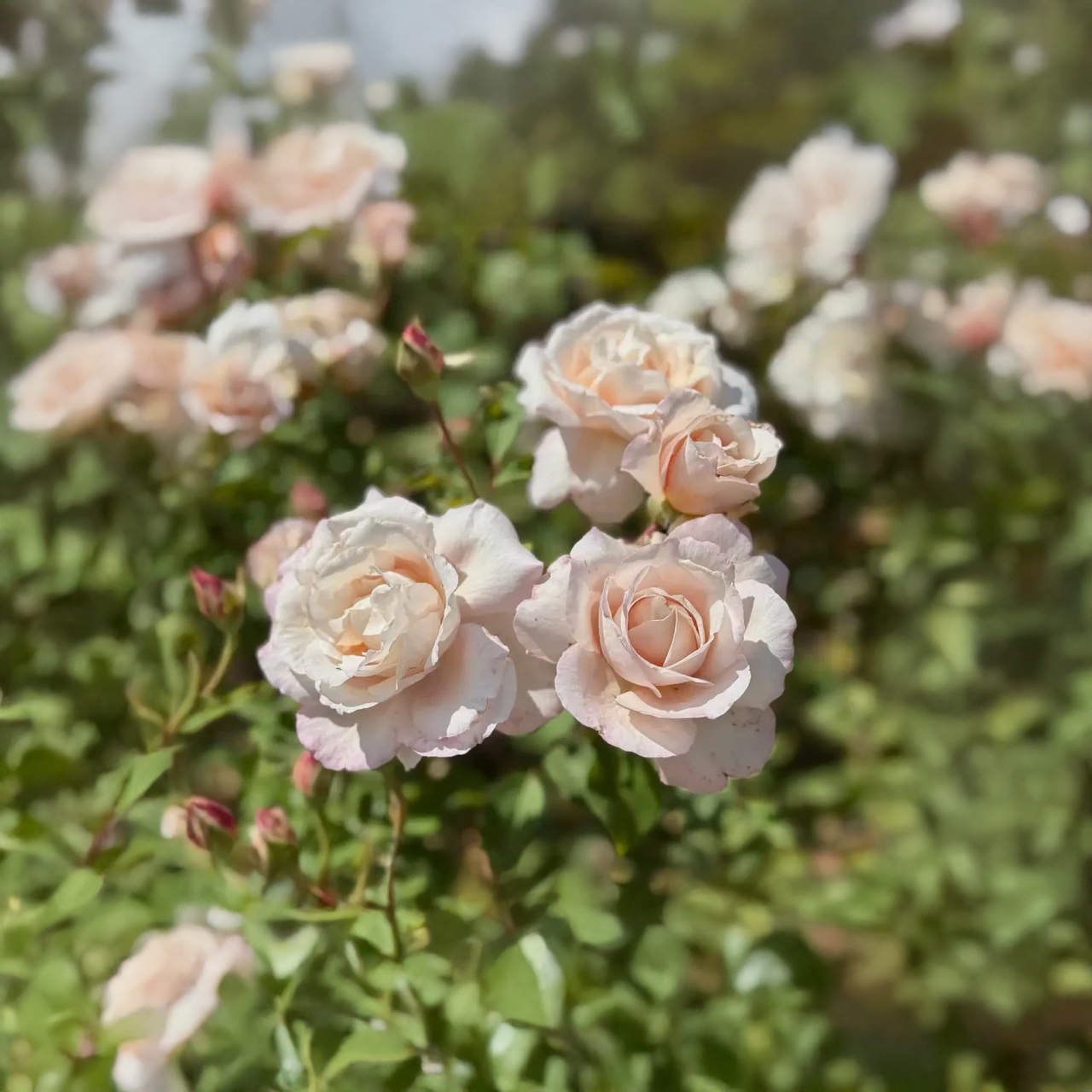 Rose crème sans épines « Belinda's Blush »