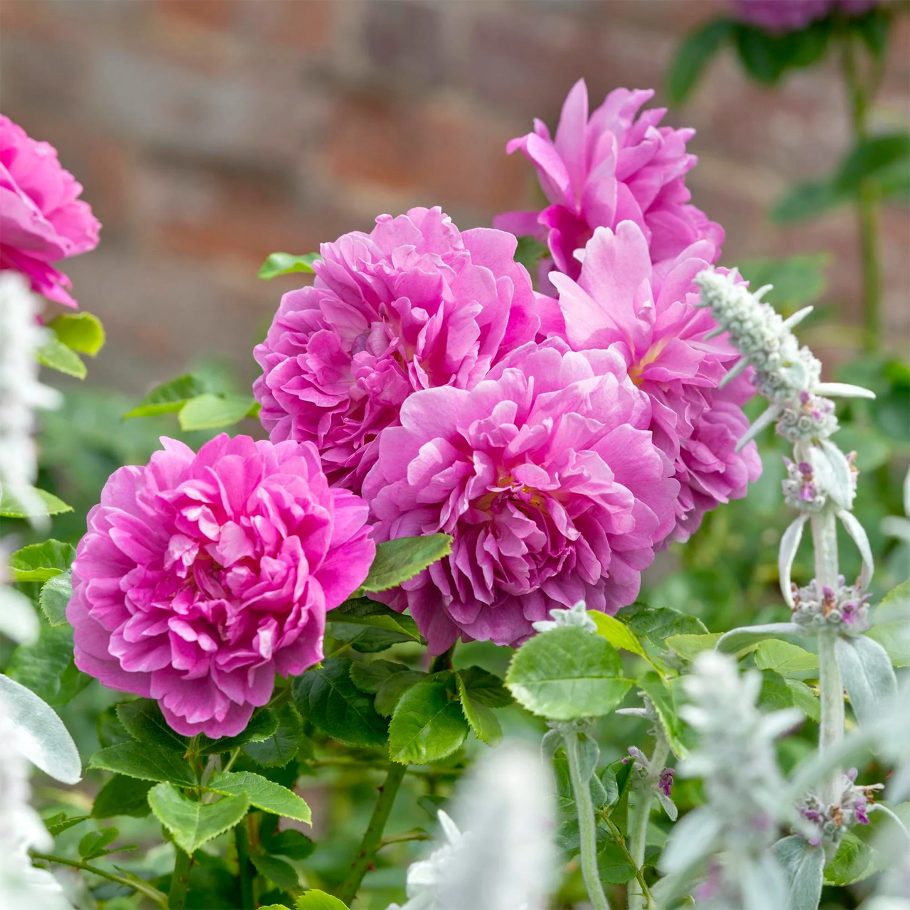 Rose Rose Rose Riche Princesse Anne Austin