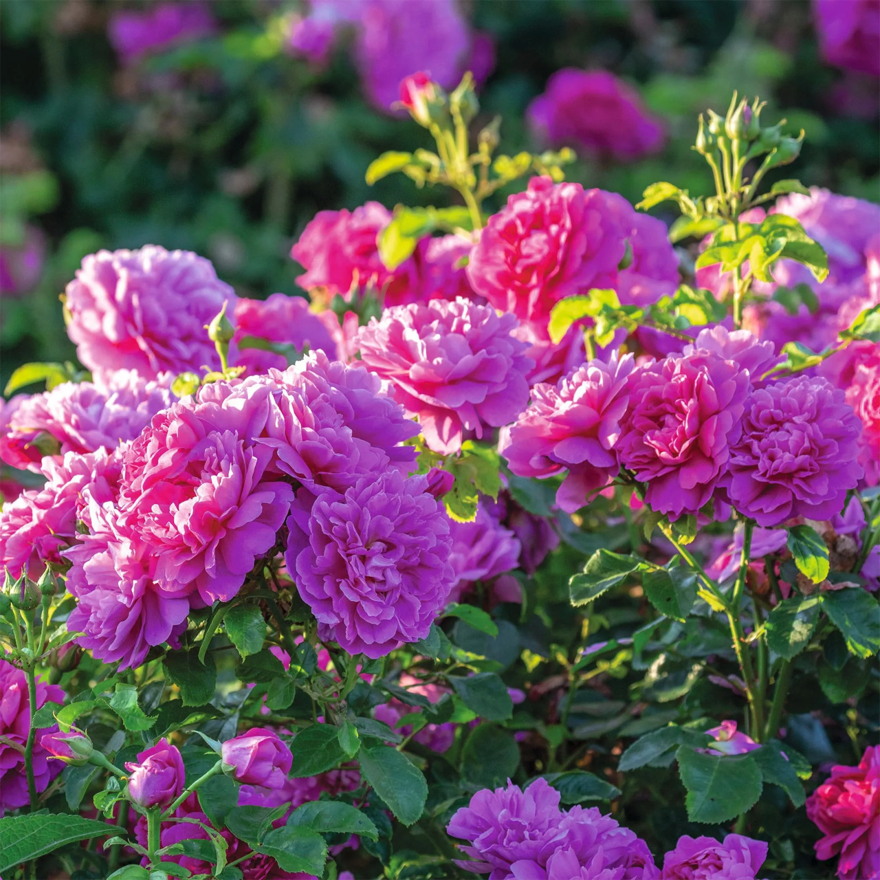 Rose Rose Rose Riche Princesse Anne Austin