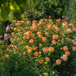 Rose orange-rouge « Lady of Shalott » de David Austin