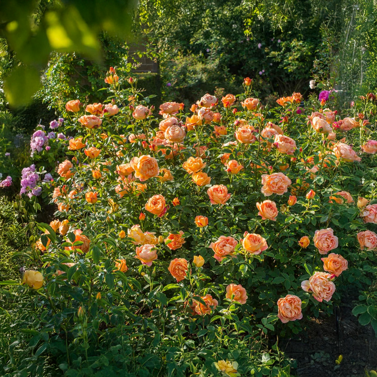 Rose orange-rouge « Lady of Shalott » de David Austin