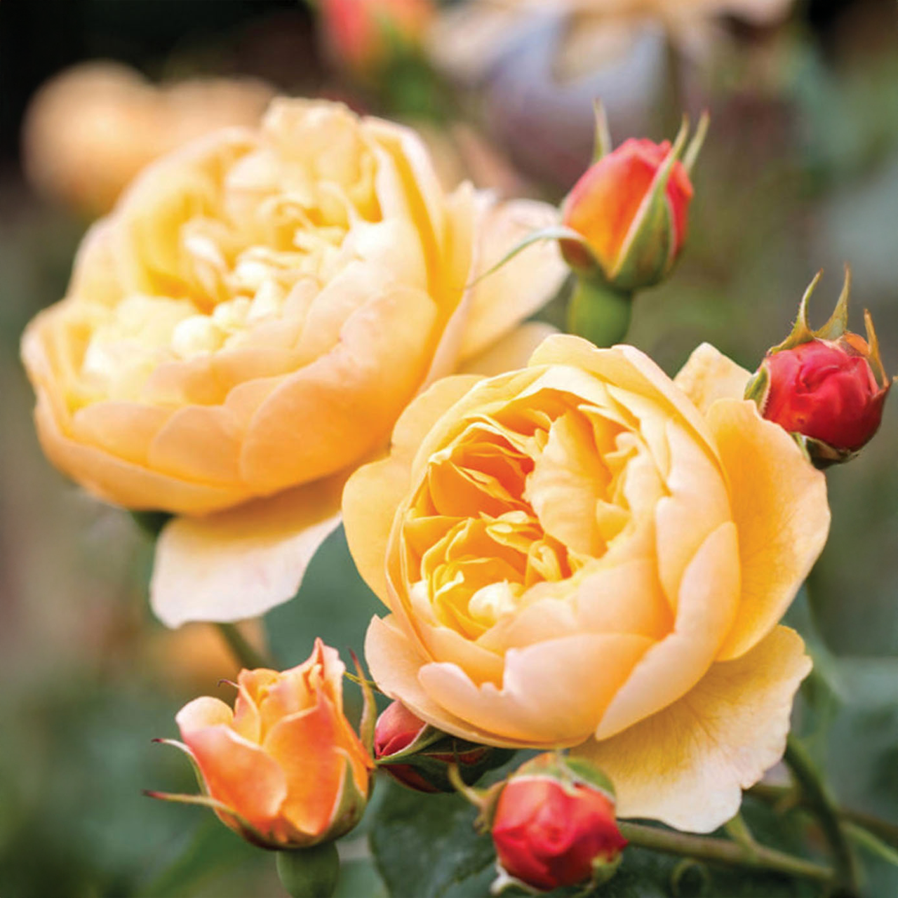Rose orange-rouge « Roald Dahl » David Austin