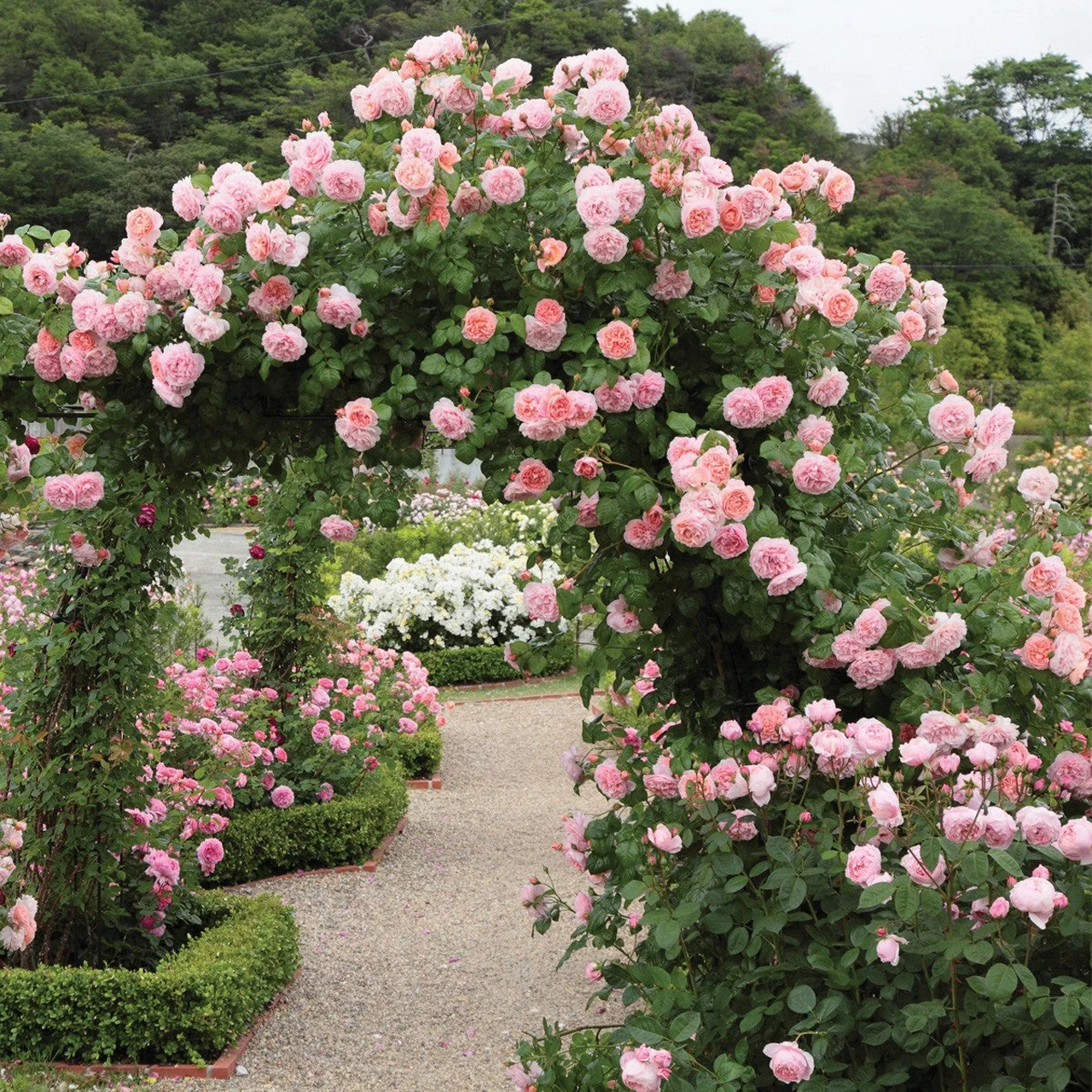 Rose David Austin « Strawberry Hill » rose