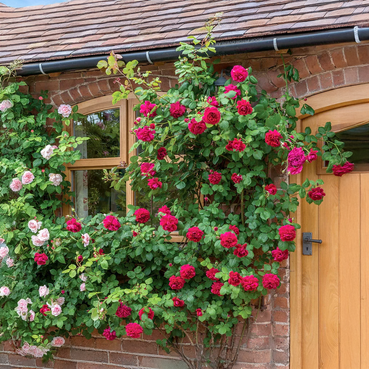 Rose rouge « Tess d'Urberville » de David Austin