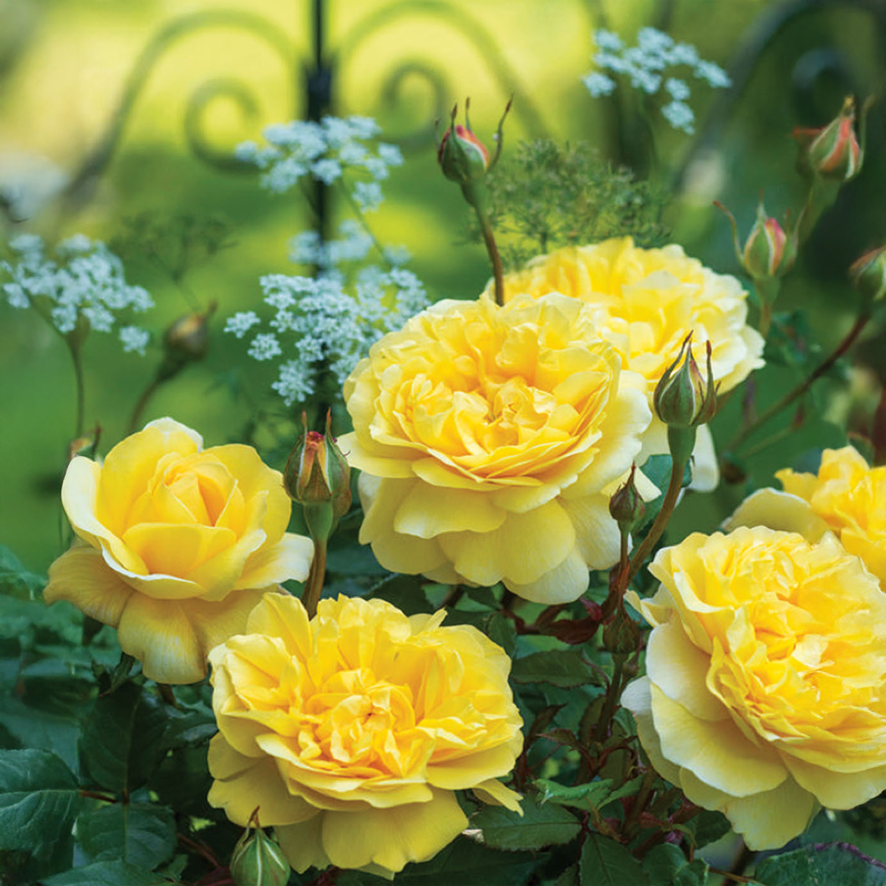 « La femme du poète » Rose jaune de David Austin