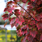 Érable rouge « Brandywine »