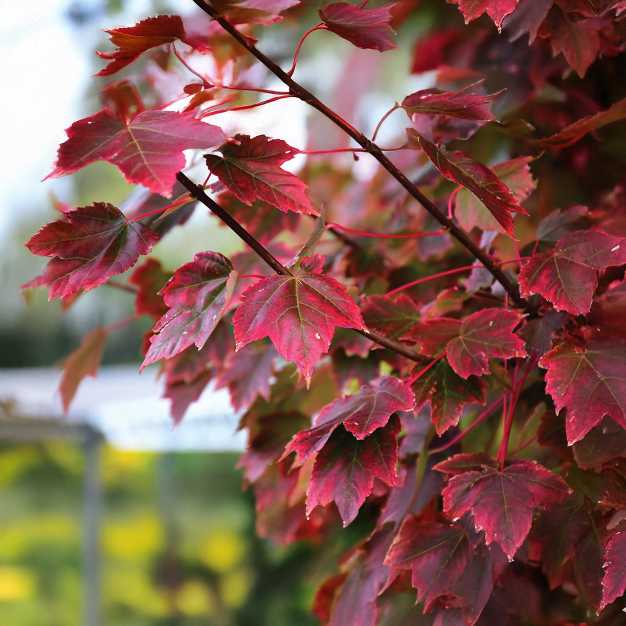 Érable rouge « Brandywine »