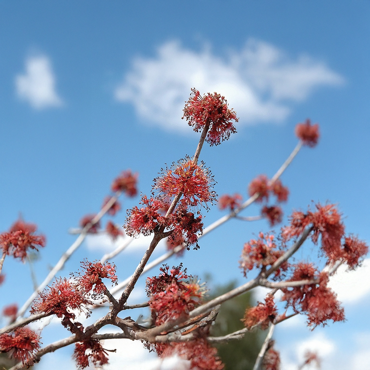 Érable rouge « Brandywine »