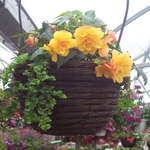 Paniers de fleurs (styles assortis)
