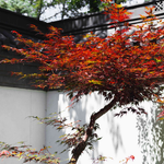 Érable japonais « Bloodgood »