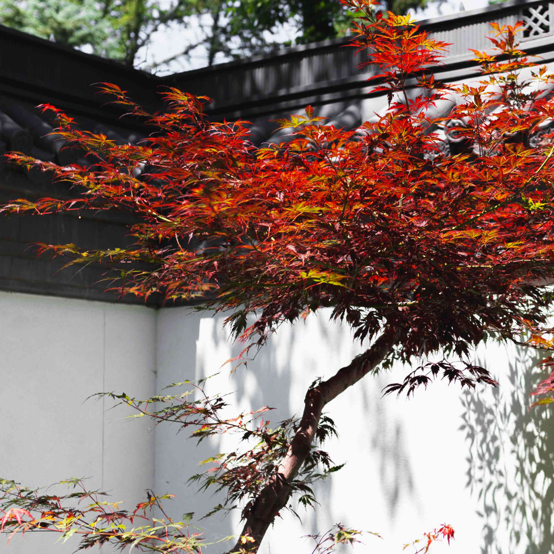 Érable japonais « Bloodgood »
