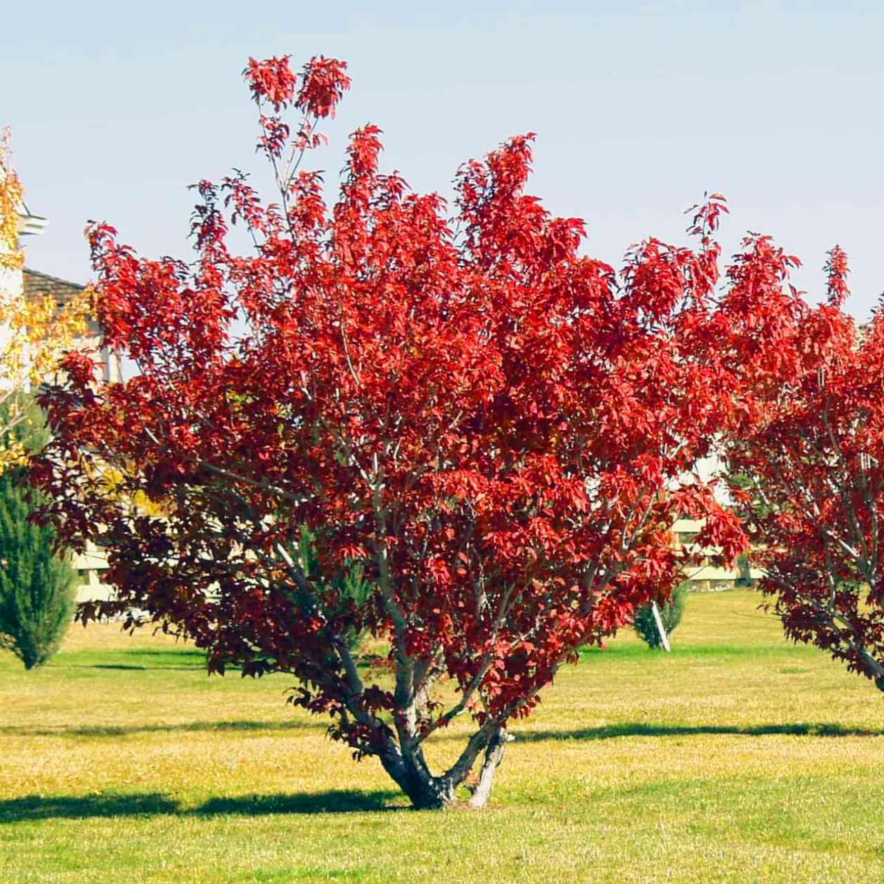 Érable "Flamme de l'Amour"