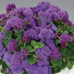 Proven Winners - Agérate hybride Artist Blue | Pot de 12,7 cm