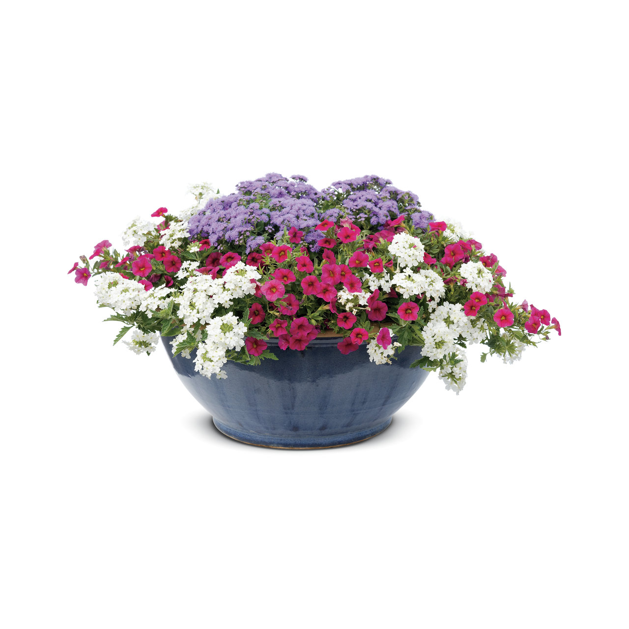 Proven Winners - Agérate hybride Artist Blue | Pot de 12,7 cm