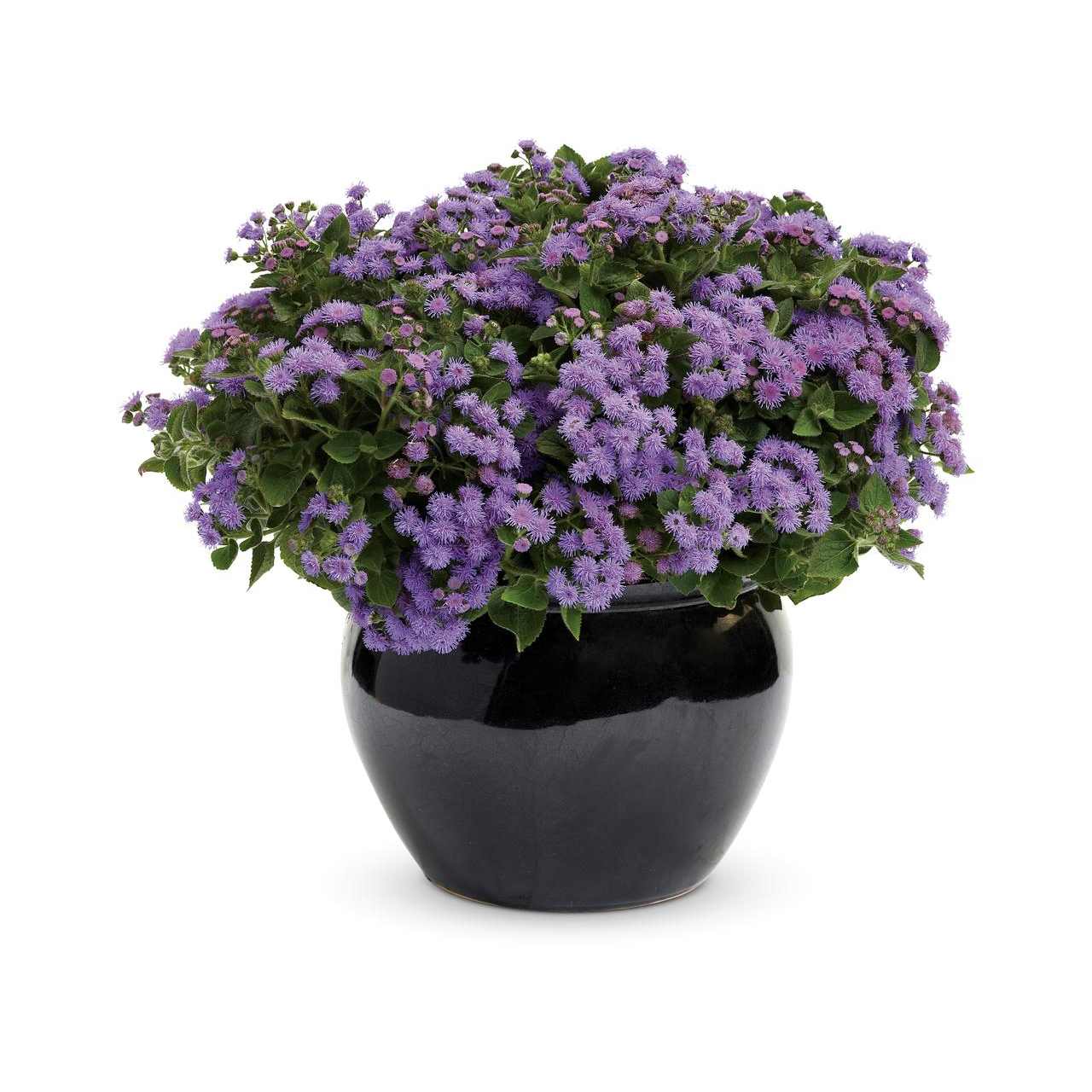Proven Winners - Agérate hybride Artist Blue | Pot de 12,7 cm