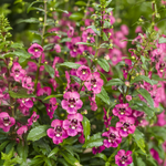 Proven Winners - Angelonia Angelface Perfectly Pink | Pot de 5 pouces