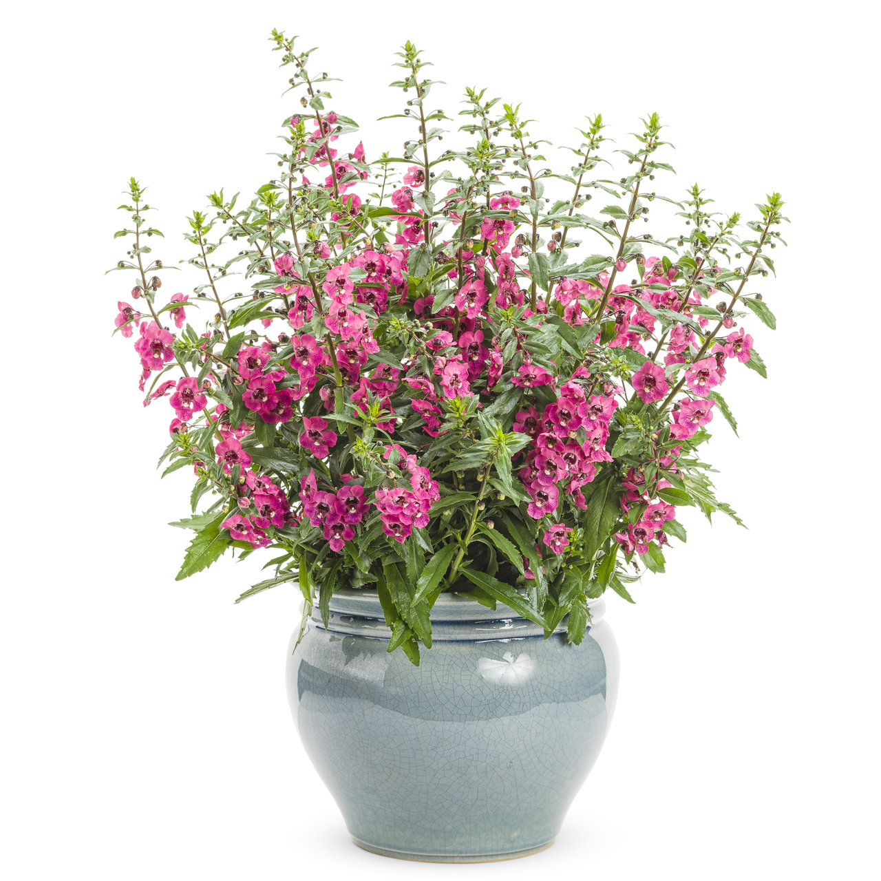 Proven Winners - Angelonia Angelface Perfectly Pink | Pot de 5 pouces