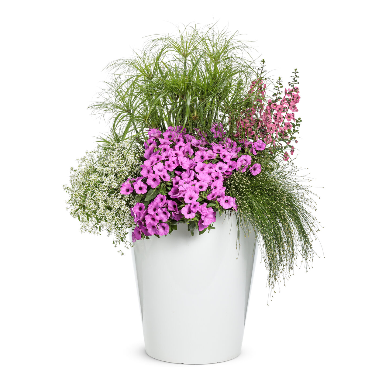 Proven Winners - Angelonia Angelface Perfectly Pink | Pot de 5 pouces
