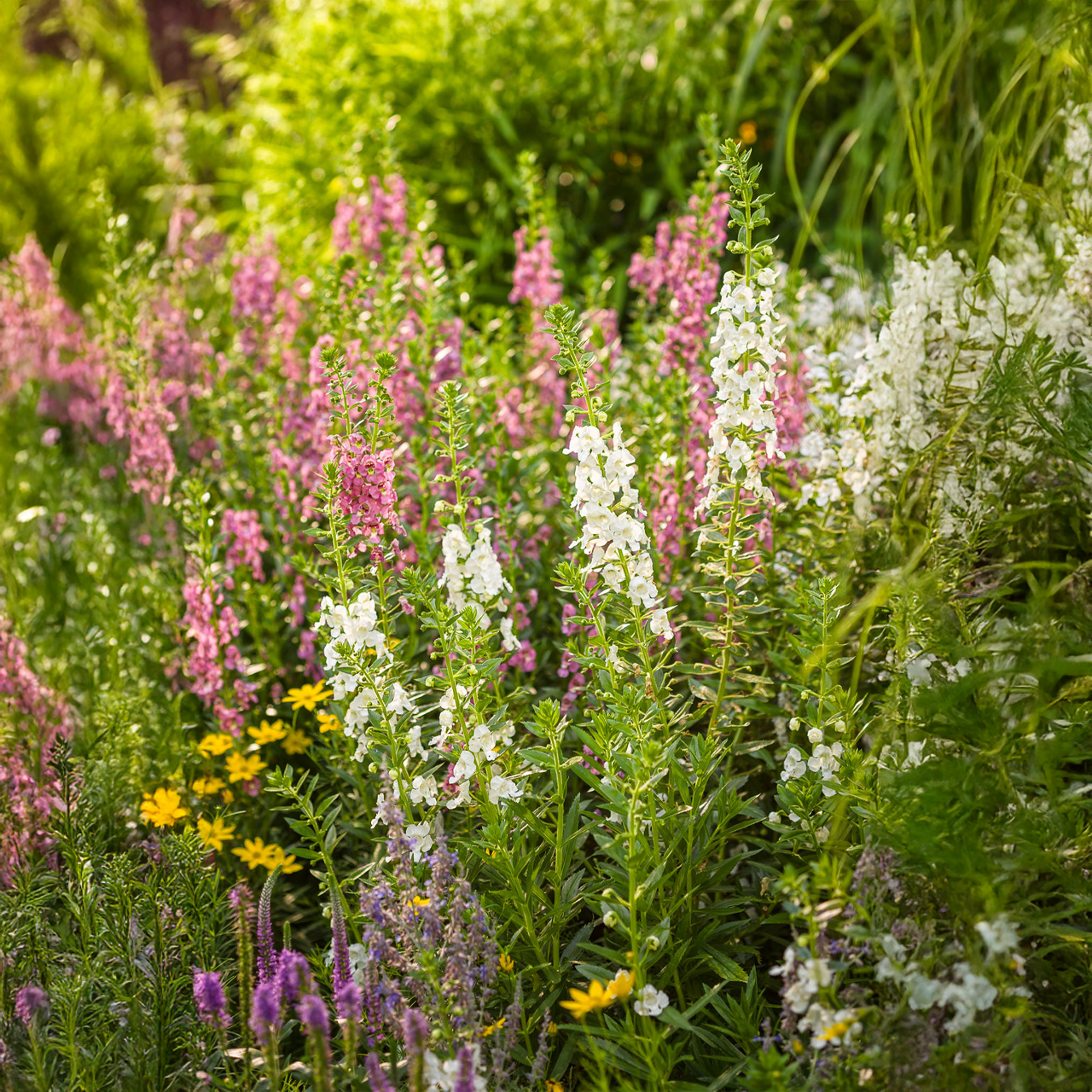 Proven Winners - Angelonia Angelface Perfectly Pink | Pot de 5 pouces