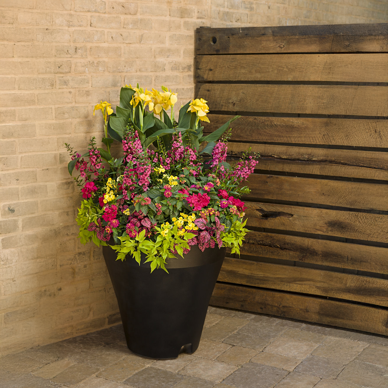 Proven Winners - Angelonia Angelface Perfectly Pink | Pot de 5 pouces