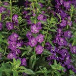 Proven Winners - Angelonia Angelface Super Blue | Pot de 13 cm