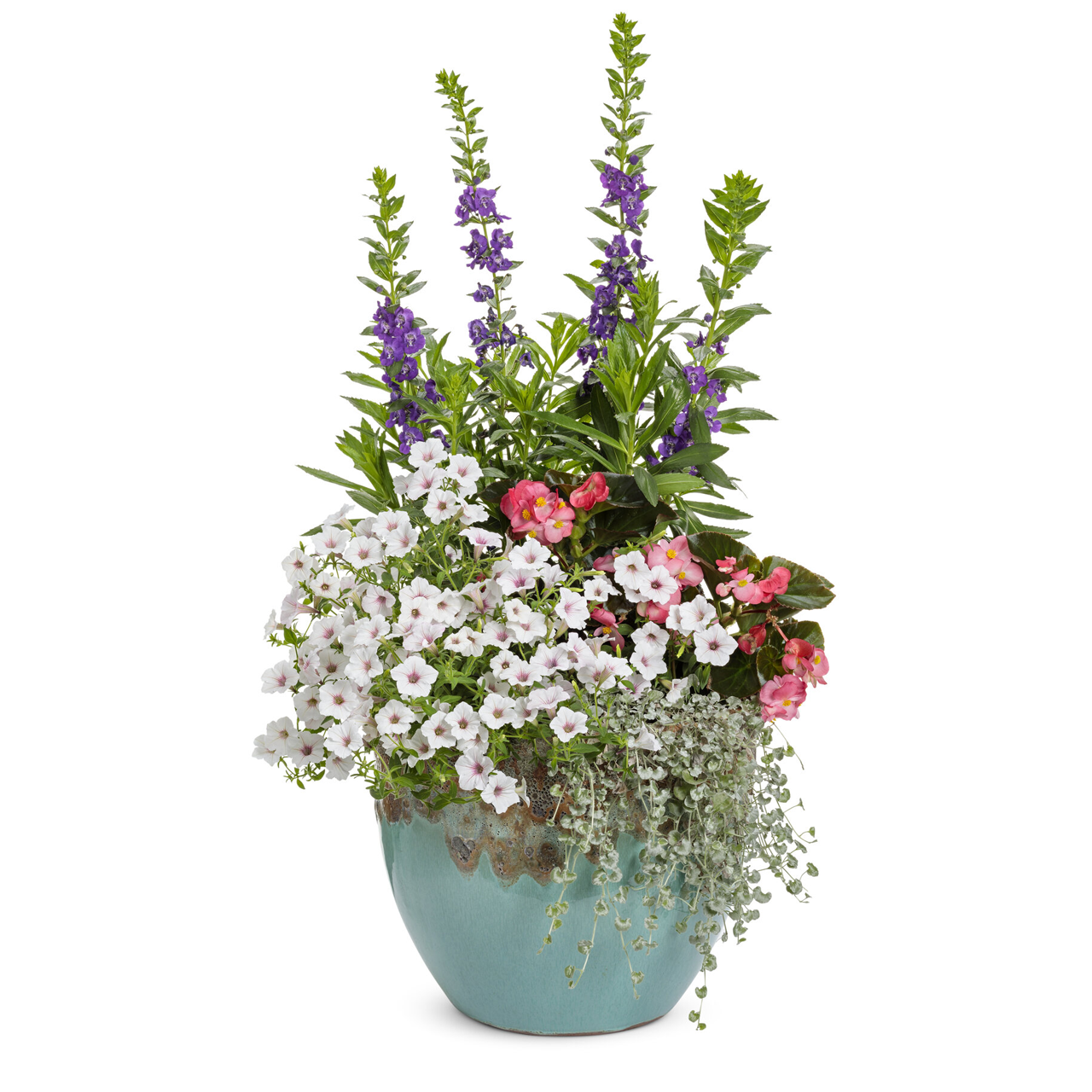 Proven Winners - Angelonia Angelface Super Blue | Pot de 13 cm