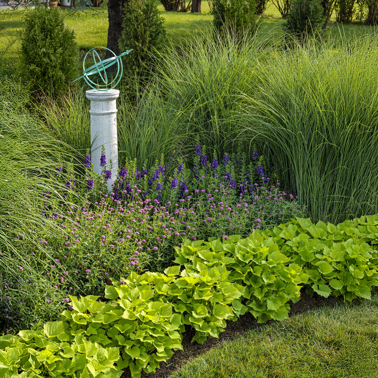 Proven Winners - Angelonia Angelface Super Blue | Pot de 13 cm