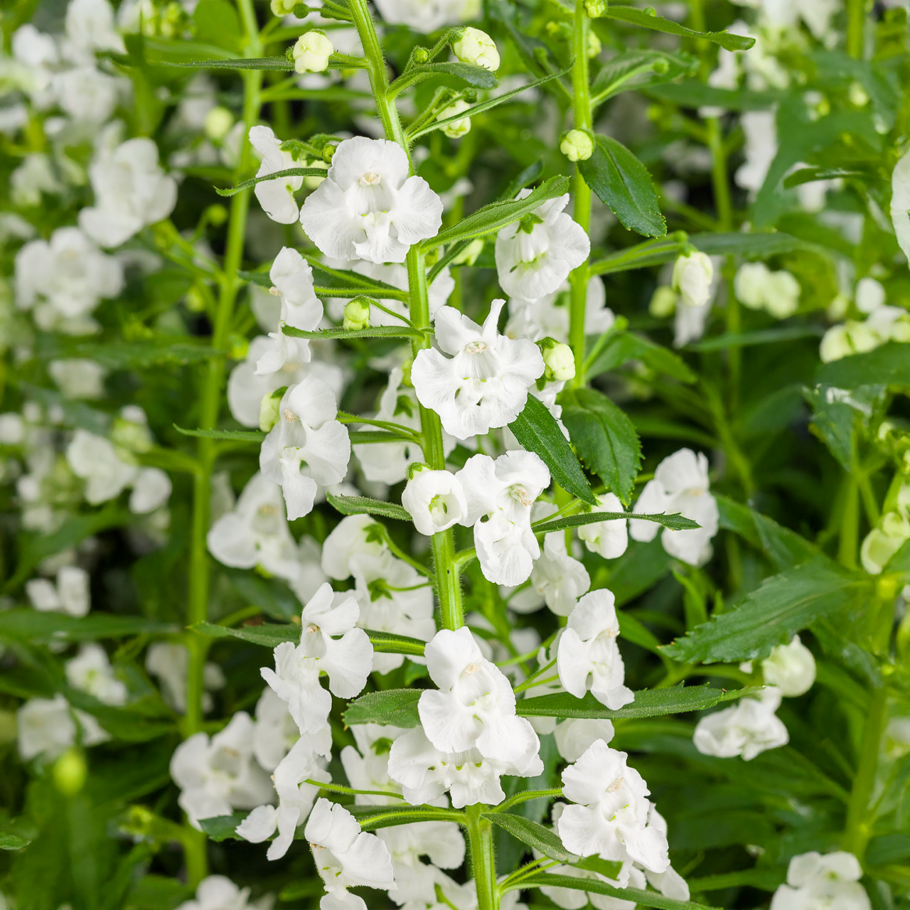 Proven Winners - Angelonia Angelface Super White | Pot de 12,7 cm