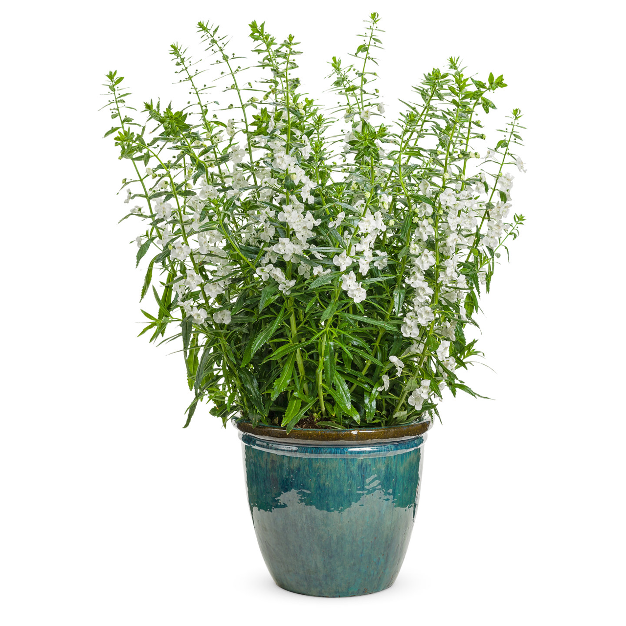 Proven Winners - Angelonia Angelface Super White | Pot de 12,7 cm