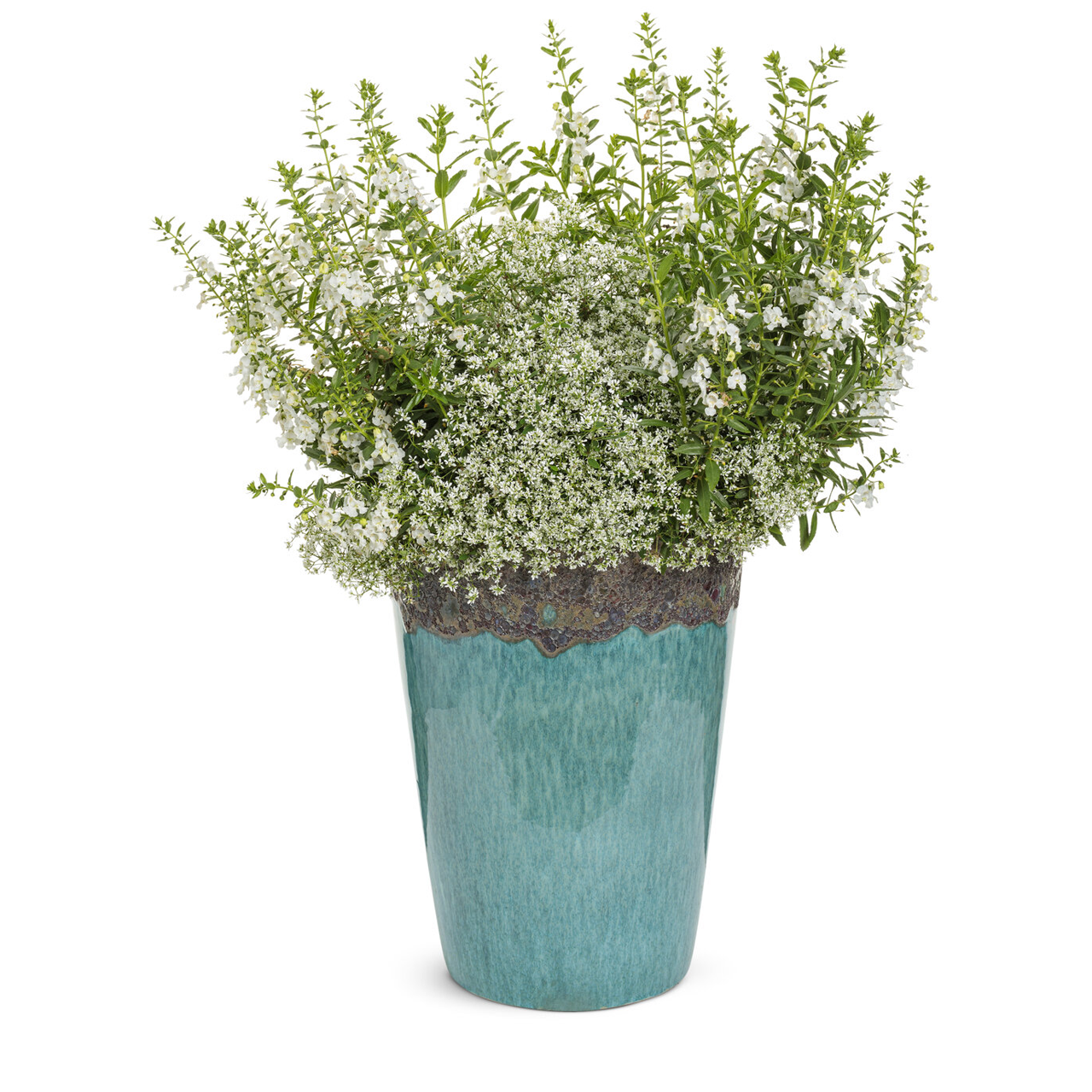 Proven Winners - Angelonia Angelface Super White | Pot de 12,7 cm