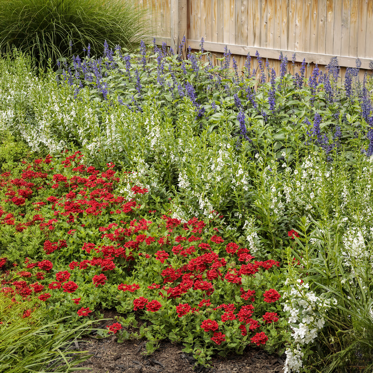 Proven Winners - Angelonia Angelface Super White | Pot de 12,7 cm