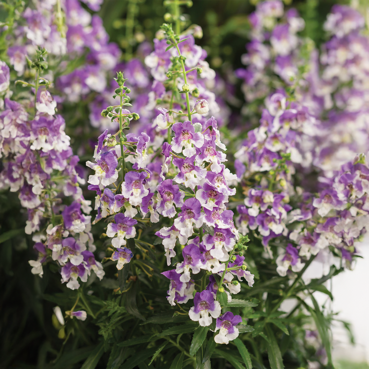 Proven Winners - Angelonia Angelface Wedgewood Blue