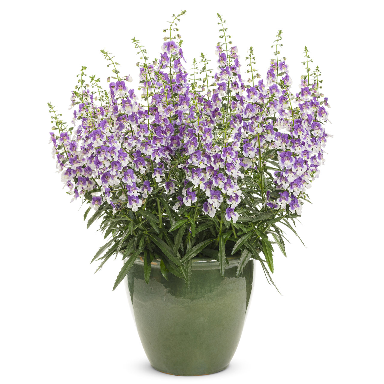 Proven Winners - Angelonia Angelface Wedgewood Blue